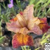Iris sibirica 'Peacock Butterfly® Paprikash'  - Siberi iiris 'Peacock Butterfly® Paprikash' C1,5/1,5L